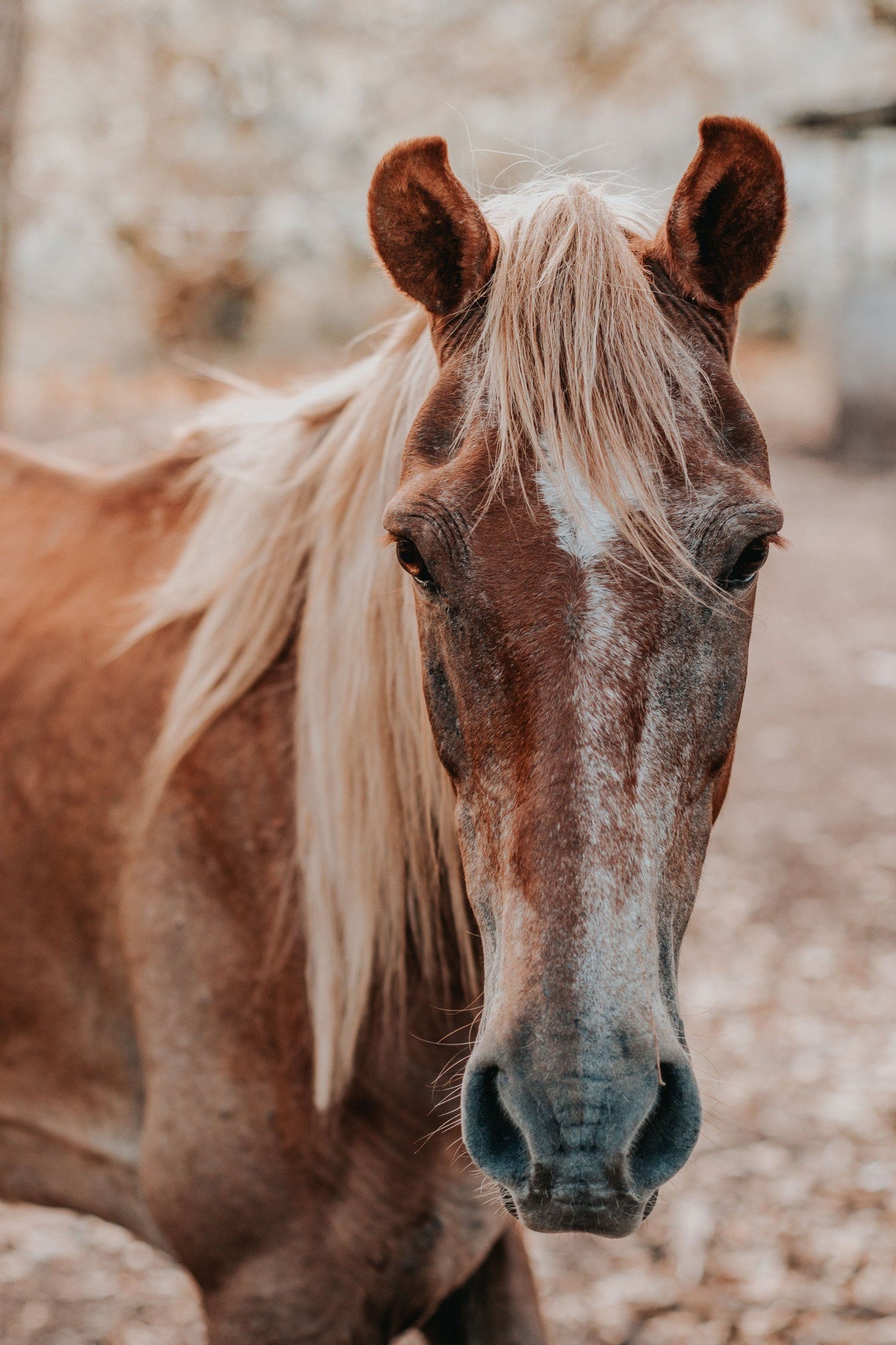 Horse Care